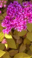 Spiraea Japonica Double Play Big Bang has amazing multi-coloured foliage and flowers profusely, displaying bright pink blooms. Buy online, UK delivery.