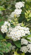Spiraea Betulifolia Tor Birchleaf Spiraea, a low-growing deciduous shrub with fragrant white flowers in late spring
