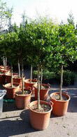 Holly Topiary Tree, Ilex Nellie Stevens, Topiary Nursery