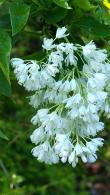 Staphylea Colchica Ivory Flowered Bladdernut