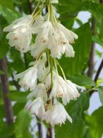 Staphylea Colchica Ivory Flowered Bladdernut is a deciduous shrub with pendulous clusters of ivory-white flowers in spring, followed by unique bladder-like seed pods in late summer.