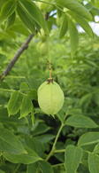Staphylea pinnata or Common Bladder Nut