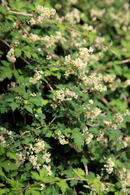 Stephanandra Incisa Crispa Lace. Low Growing Ground Cover plants to buy online with UK delivery.