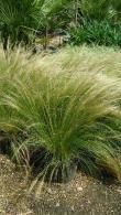 Stipa Tenuisimma is also known as Feather Grass, part of our large collection of ornamental grasses for sale online with UK delivery