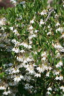 Styrax Japonicus Rubra Pendula Weeping Japanese Snowbell