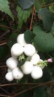 Symphoricarpos Doorenbosii White Hedge Snowberry White Hedge