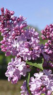 Syringa X Hyacinthiflora Esther Staley Lilac Hybrid for sale at our North London nursery, buy online UK delivery.