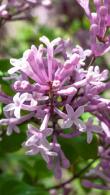 Syringa Meyeri Palibin Meyer Lilac, a compact deciduous shrub with dark green leaves and panicles of fragrant, lilac-pink flowers spring & summer. Very pretty.