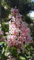 Syringa Microphylla Superba, pink flowering, very fragrant Lilac shrub. For sale online with UK delivery