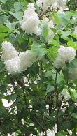Syringa Vulgaris Alba, Common White Lilac, a beautiful heritage lilac with white blooms in May. Buy Now from Paramount Plants