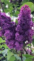 Syringa Vulgaris Andenken an Ludwig Späth Lilac Tree