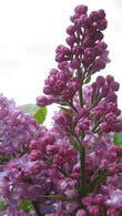 Syringa Vulgaris Belle De Nancy