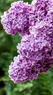 Syringa Vulgaris or Common Lilac, first introduced in the 16th century and today a heritage plant back in fashion. Gorgeous richly scented lilac flowers in May.