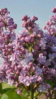 Syringa Vulgaris Michel Buchner Common Lilac