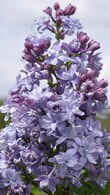 Syringa Vulgaris Nadezhda Common Lilac Hybrid