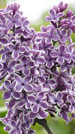 Syringa Vulgaris Sensation - Lilac Tree Sensation for sale at our London nursery, buy online UK