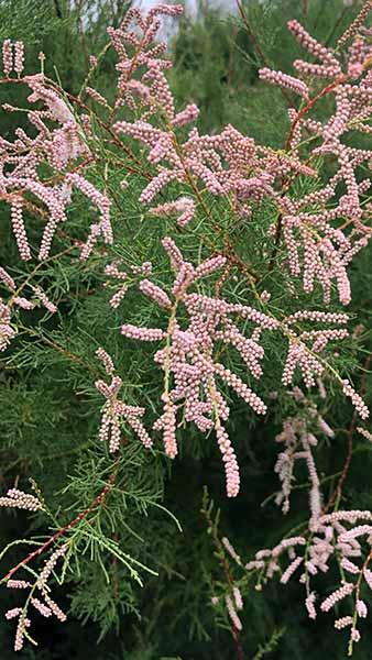 Tamarix Parviflora Small Flowered Tamarix