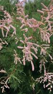 Tamarix Parviflora is also known as small flower Tamarisk, a compact deciduous shrub with elegant flowers, for sale online UK delivery.
