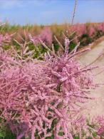 Tamarix ramosissima Pink Cascade deciduous shrub with feathery pink flowers