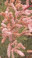 Tamarix Tetrandra is also known as Four Stamen Tamarisk or Salt Cedar, For Sale online with UK delivery.