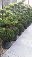 Taxus Baccata Ball topiary plants for sale at our London garden nursery, UK delivery