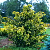 Taxus Baccata Dovastonii Aurea Yew