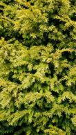 ​​​​​​​Taxus Baccata Elegantissima Yew