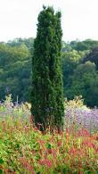 Taxus Baccata Fastigiata Robusta Irish Yew