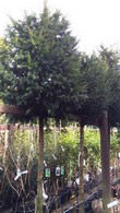 Taxus Baccata Full Standard Yew Trees