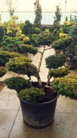 Taxus Baccata Washingtonii Bonsai Topiary Tree (Niwaki style)