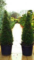 Taxus Baccata Cone, Topiary Yew cones for sale online with UK delivery from our London plant nursery.