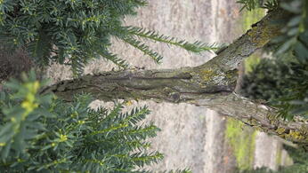 Taxus Cuspidata Nana Topiary Pom Pom