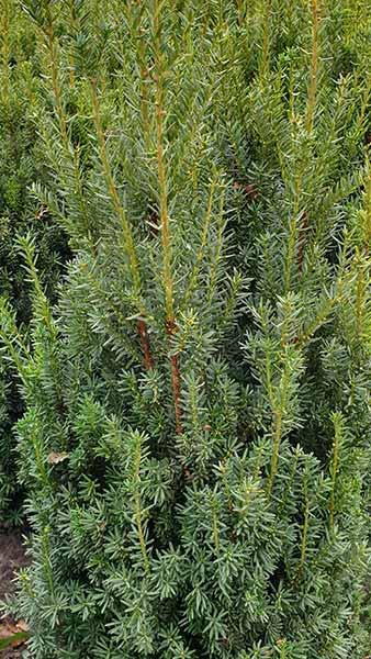 Taxus Media Hicksii Yew