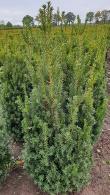 Taxus Media Hillii or Hills Yew - Evergreen Yew Hedging Hybrid