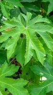 Tetrapanax Papyrifer Rice Paper Plant