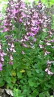 Teucrium Chamaedrys Wall Germander Low Growing Evergreen