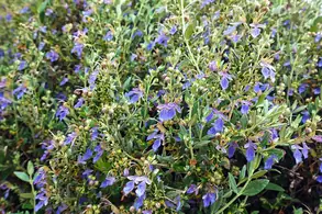 Teucrium Fruticans or Shrubby Germander