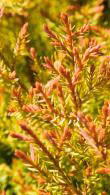 Thuja Occidentalis Fire Chief, attractive lowing hedging plant with striking red tips to the foliage, very ornamental hedging for sale online with UK delivery