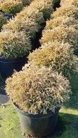 Thuja Occidentalis Golden Tuffet Northern White Cedar 