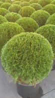 Thuja Smaragd  (White Cedar) Topiary Balls
