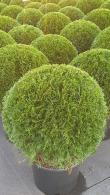 Thuja Smaragd (White Cedar) Topiary Balls