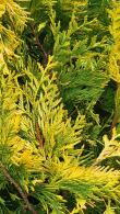 Thuja Occidentalis Yellow Ribbon White Cedar