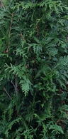 Thuja Plicata Atrovirens or Western Red Cedar a fast growing hedging conifer buy online UK delivery