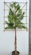 Thuja Plicata Pleached Tree - Pleached Evergreen Trees for sale online UK