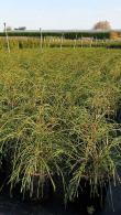 Thuja Plicata Whipcord Western Red Cedar for Sale Online