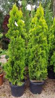 Thuja Orientalis Pyramidalis Aurea trees, beautiful conifers in gold and dark green. For sale online with UK delivery.