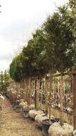 3 Metre tall mature Thuja Plicata Full Standard Trees for sale at our Enfield Plant Centre