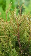 Thuja Plicata Little Boy Western Red Cedar Dwarf Conifer