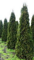 Thuja Occidentalis Smaragd, also known as White Cedar Smaragd, buy online with UK delivery.