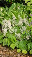 Tiarella Cordifolia. Foam Flower. Coolwort for sale online with UK and Ireland delivery.